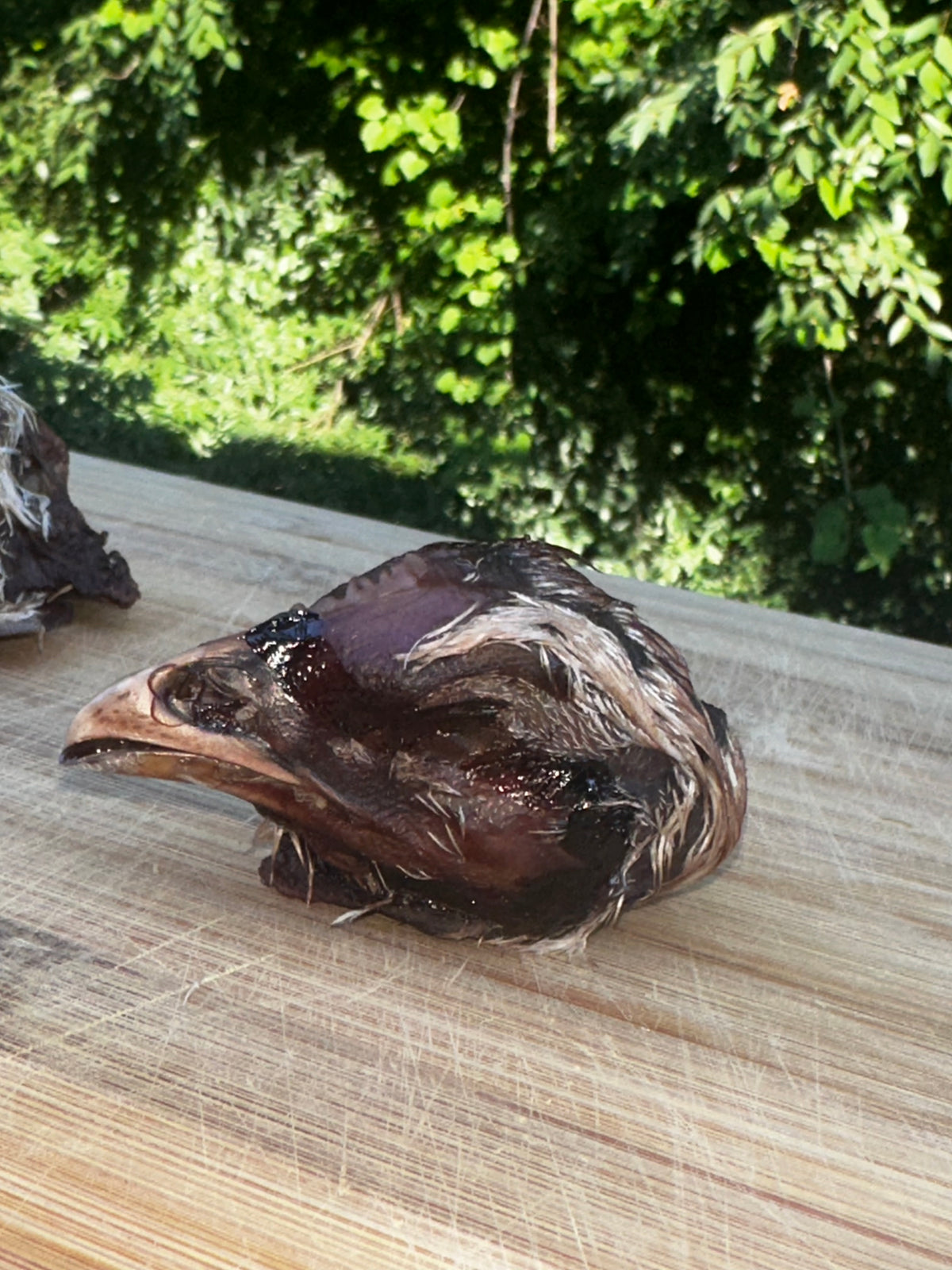 Chicken Head (Dehydrated) 2-pack