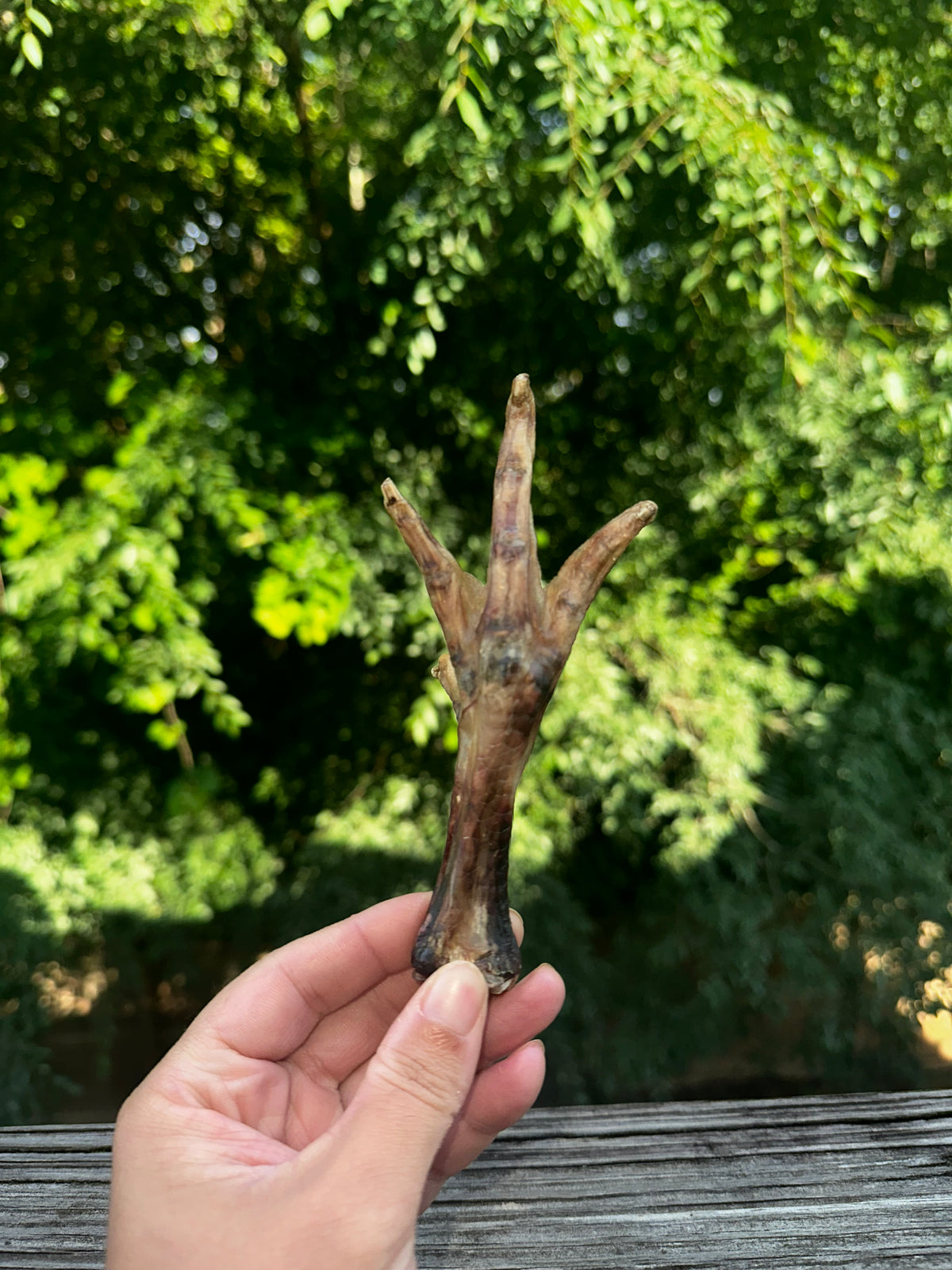 Chicken Feet (dehydrated 5-pack)