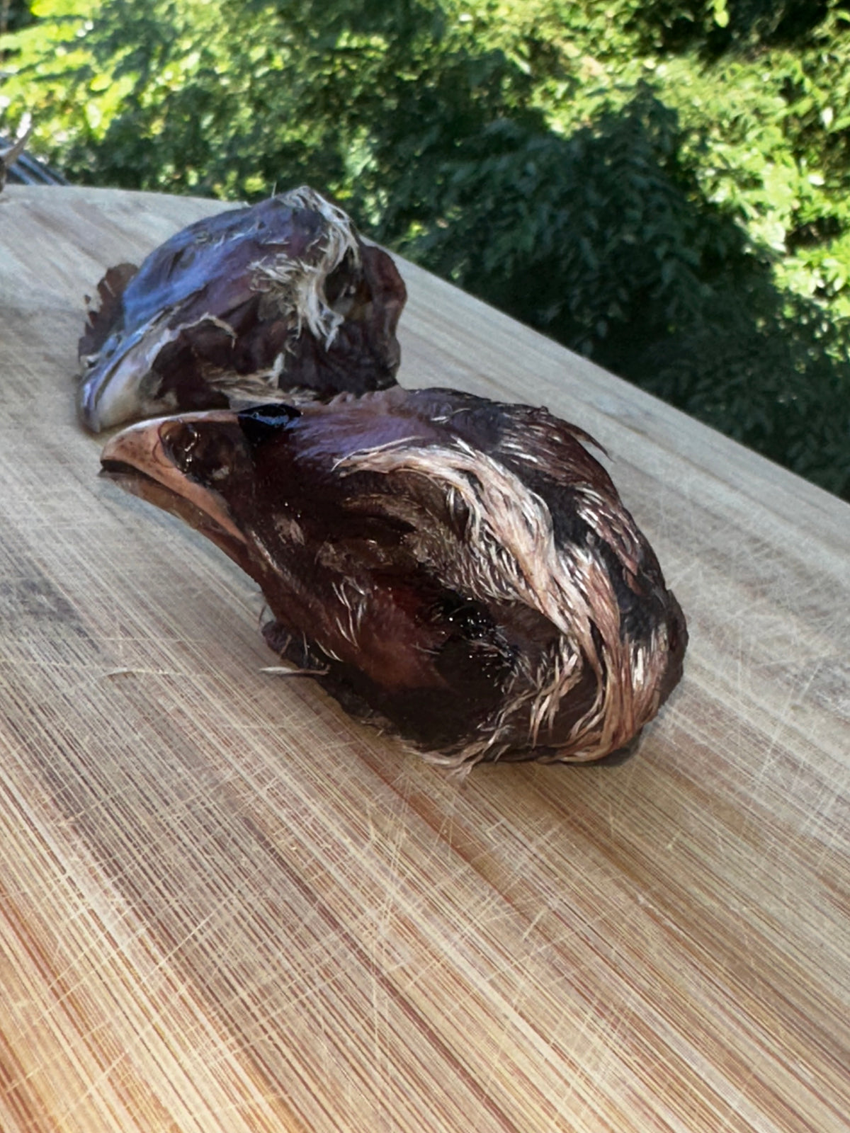 Chicken Head (Dehydrated) 2-pack